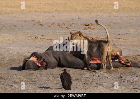 Dieser große Löwenstolz hatte in der Nacht einen Hippopotamus getötet. Der größte Teil des Stolzes hatte gegessen, aber einige waren noch dabei, sich selbst zu schlucken. Stockfoto