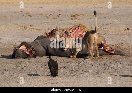Dieser große Löwenstolz hatte in der Nacht einen Hippopotamus getötet. Der größte Teil des Stolzes hatte gegessen, aber einige waren noch dabei, sich selbst zu schlucken. Stockfoto