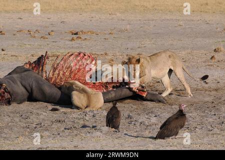 Dieser große Löwenstolz hatte in der Nacht einen Hippopotamus getötet. Der größte Teil des Stolzes hatte gegessen, aber einige waren noch dabei, sich selbst zu schlucken. Stockfoto