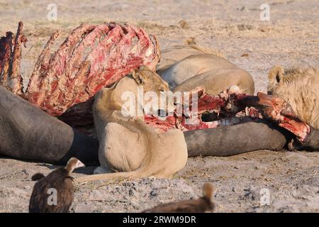 Dieser große Löwenstolz hatte in der Nacht einen Hippopotamus getötet. Der größte Teil des Stolzes hatte gegessen, aber einige waren noch dabei, sich selbst zu schlucken. Stockfoto