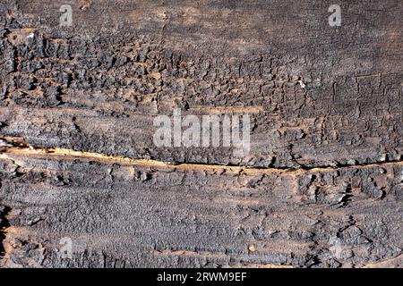 Altes verbranntes Holz, verbranntes Brett mit Textur als Hintergrund. Stockfoto