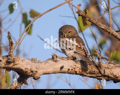 Dieses Eulchen wurde von einem der Landkreuzer auf der Safari gesichtet, es war ruhig in unserer Gegenwart und fotogen. Stockfoto