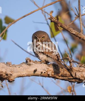 Dieses Eulchen wurde von einem der Landkreuzer auf der Safari gesichtet, es war ruhig in unserer Gegenwart und fotogen. Stockfoto