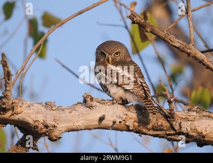 Dieses Eulchen wurde von einem der Landkreuzer auf der Safari gesichtet, es war ruhig in unserer Gegenwart und fotogen. Stockfoto