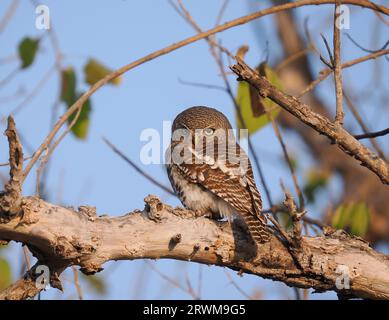 Dieses Eulchen wurde von einem der Landkreuzer auf der Safari gesichtet, es war ruhig in unserer Gegenwart und fotogen. Stockfoto