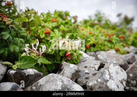 Ein Zweig aus Geißblatt, mit seiner exquisiten Geißblatt-Blume, die ins Rampenlicht rückt. Der Zweig erstreckt sich anmutig über wunderschön graue Steine Stockfoto