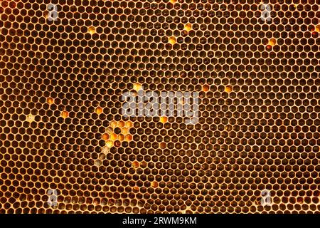 Dunkler goldener Hintergrund von Honigwaben, in denen Bienen Nektar sammeln. Stockfoto
