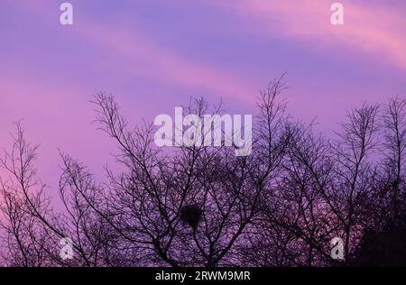 Silhouette trockener Baumzweige gegen den violetten Abendhimmel Stockfoto