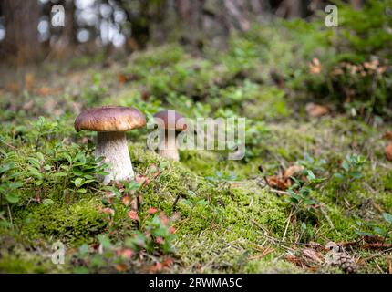 Zwei Porcini-Pilze, wissenschaftlich als „Boletus edulis“ bekannt, wachsen im Herbst zwischen üppigem grünem Moos und Gras auf dem Waldboden Stockfoto