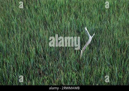 Treibholz taucht aus einem Sumpfgrasbett auf. Stockfoto