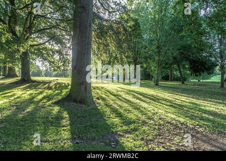 Lange Schatten von untergehender Sonne in Abington Park, Northampton, Northamptonshre, England, Großbritannien. Stockfoto