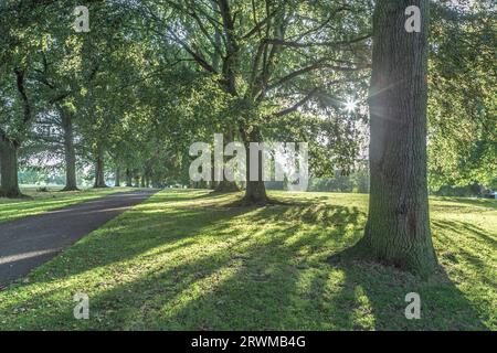 Lange Schatten von untergehender Sonne in Abington Park, Northampton, Northamptonshre, England, Großbritannien. Stockfoto