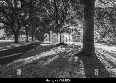 Lange Schatten von untergehender Sonne in Abington Park, Northampton, Northamptonshre, England, Großbritannien. Stockfoto