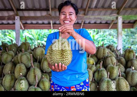 (230920) -- CHUMPHON, 20. September 2023 (Xinhua) -- Ein Arbeiter zeigt einen frisch geernteten Durian auf einem Obstgarten in Chumphon, Thailand, 18. September 2023. Nach Angaben des thailändischen Handelsministeriums war China 2022 mit mehr als 96 Prozent der gesamten Exportmenge der größte Exportmarkt für thailändische Durianer. Da die überwiegende Mehrheit der Durians, die auf dem chinesischen Markt verkauft werden, aus Südostasien importiert werden, hat sich der „König der Früchte“ als ein prominentes Symbol für die boomende Zusammenarbeit zwischen China und ASEAN und Chinas enormes Marktpotenzial entwickelt. Der Warenfluss auf diesem regionalen Markt hat Stockfoto