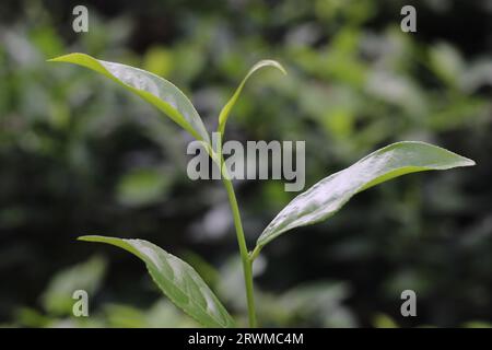 Grüner Tee im Garten Stockfoto