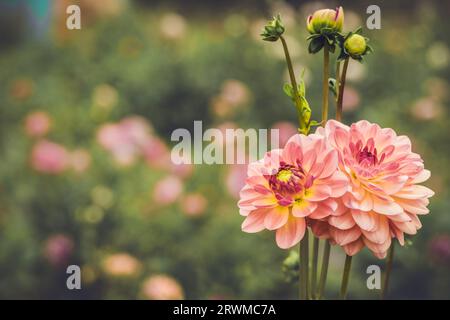 Eine fesselnde Auswahl an Dahlia pinnata-Blüten in voller Blüte in einem üppigen und lebendigen Garten Stockfoto