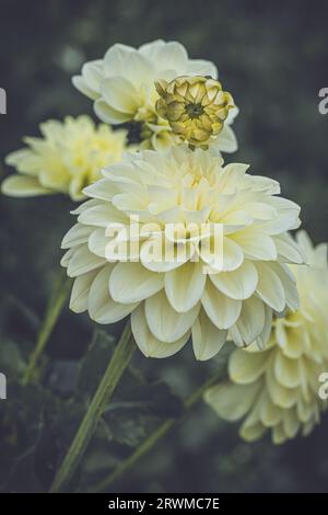 Eine fesselnde Auswahl an Dahlia pinnata-Blüten in voller Blüte in einem üppigen und lebendigen Garten Stockfoto