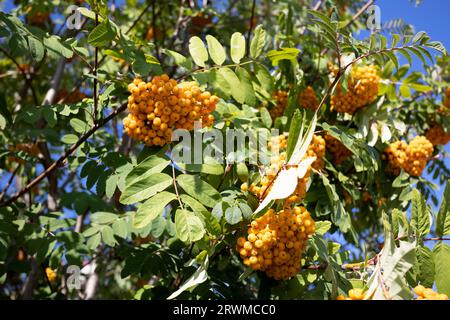 Reife rot-orange eberesbeeren wachsen in Clustern an den Zweigen einer eberesche. Helle Herbstfarben. Hochwertige Fotos Stockfoto