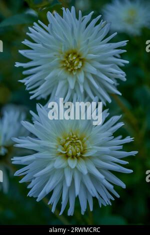 Üppige Dahlie Blume Nahaufnahme Stockfoto