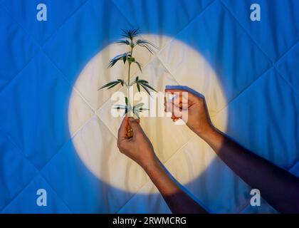 Tauchen Sie ein in die Ruhe der Nacht: Die beruhigende Kraft der cbd-Kapsel mit Cannabis-Zweig in den Händen vor dem Hintergrund einer Decke. Stockfoto