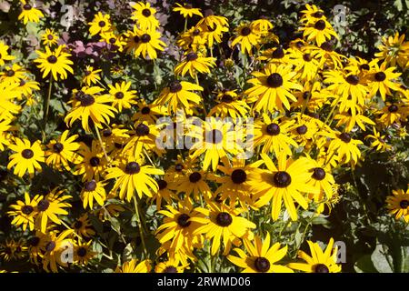 Schöner floraler Hintergrund. Leuchtend gelbe Rudbeckia oder schwarz gefärbte Susanblüten. Bunte Natur abstrakt. Helle Herbstfarben. Stockfoto