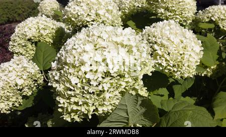 Hydrangea paniculata „Vanille Fraise“ im Sommer Gartenstrauch aus nächster Nähe. Wunderschöne weiße Blütenstände. Schöner floraler Hintergrund. Bunte Natur Stockfoto