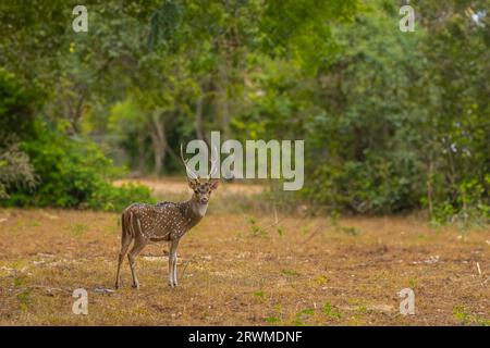 Ein Weißgeflecktes Hirsch steht inmitten eines bewaldeten Waldes, umgeben von üppigen Bäumen und Laub. Stockfoto