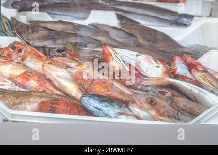 Fisch auf dem Markt in Sizilien, Italien, Europa. Stockfoto