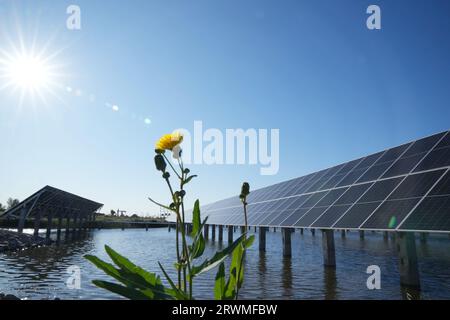 (230920) -- DAQING, 20. September 2023 (Xinhua) -- dieses Foto, das am 19. September 2023 aufgenommen wurde, zeigt einen Teil des Xinghuo-Photovoltaikkraftwerks der Wasseroberfläche von Daqing Oilfield unter PetroChina in Daqing, nordöstliche chinesische Provinz Heilongjiang. Dieses Kraftwerk verfügt über eine installierte Kapazität von 18,73 Megawatt, und seine durchschnittliche jährliche Stromerzeugung entspricht der durch die Verbrennung von 8400 Tonnen Standardkohle erzeugten Stromerzeugung, wodurch wiederum die Kohlendioxidemissionen um 22.000 Tonnen gesenkt werden. Die Station hat seit ihrer Inbetriebnahme am 30. Juni 2022 33 Millionen kWh Strom erwirtschaftet. (Xinhua/Wan Stockfoto