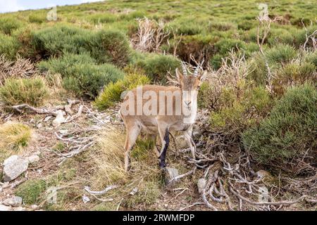 Der iberische Steinbock (Capra pyrenaica), ein weibliches Tier, das in den Bergen der Sierra de Gredos (Pfad zur Laguna Grande) zwischen den Kiefern steht Stockfoto