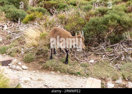 Der iberische Steinbock (Capra pyrenaica), ein weibliches Tier, das in den Bergen der Sierra de Gredos (Pfad zur Laguna Grande) zwischen den Kiefern steht Stockfoto