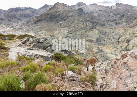 Der iberische Steinbock (Capra pyrenaica), ein weibliches Tier, das auf einem Felsen in den Bergen der Sierra de Gredos steht (Pfad zur Laguna Grande), felsige Berge. Stockfoto