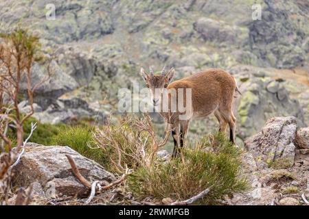 Der iberische Steinbock (Capra pyrenaica), ein weibliches Tier, das auf einem Felsen in der Sierra de Gredos (Pfad zur Laguna Grande) in Spanien steht. Stockfoto