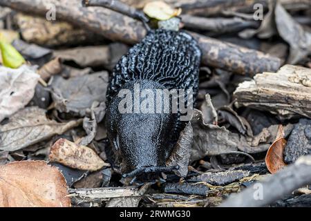 Schwarze Kielrückenschnecke, aschiggraue Schnecke, aschschwarze Schnecke (Limax cinereoniger), Waldschnecken, Studland-Dünen, Dorset, UK Stockfoto