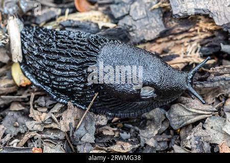 Schwarze Kielrückenschnecke, aschiggraue Schnecke, aschschwarze Schnecke (Limax cinereoniger), Waldschnecken, Studland-Dünen, Dorset, UK Stockfoto