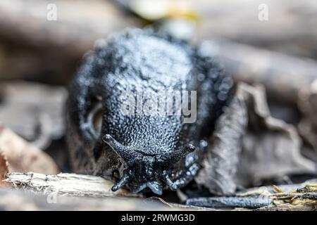 Schwarze Kielrückenschnecke, aschiggraue Schnecke, aschschwarze Schnecke (Limax cinereoniger), Waldschnecken, Studland-Dünen, Dorset, UK Stockfoto