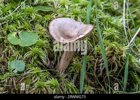 Graues Milchkraut, Lactarius vietus, Studland Dunes, Dorset, UK Stockfoto