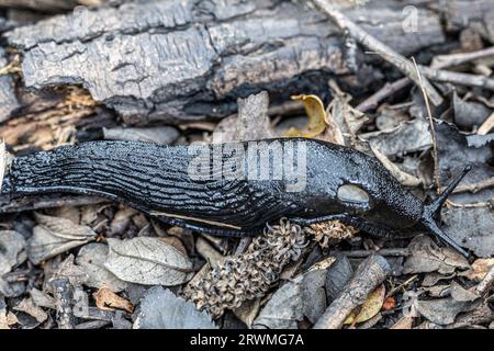 Schwarze Kielrückenschnecke, aschiggraue Schnecke, aschschwarze Schnecke (Limax cinereoniger), Waldschnecken, Studland-Dünen, Dorset, UK Stockfoto