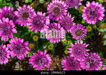 Schöne helle lila Osteospermum Eklona Blume im Garten wie Hintergrund. Stockfoto