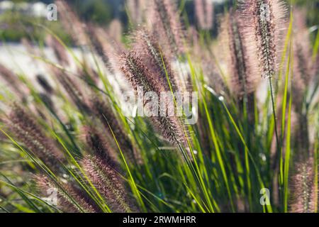 Die schönen roten Blütenspitzen von Pennisetum alopecuroides „Redhead“, auch bekannt als Brunnengras. Stockfoto