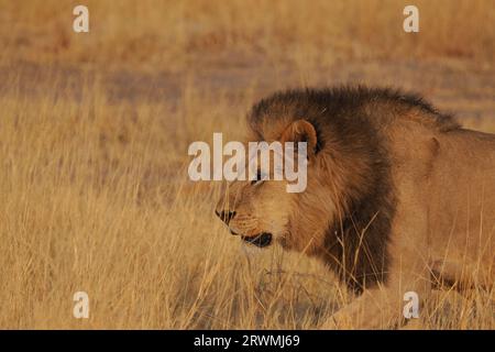 Diese Bilder wurden meist am frühen Morgen aufgenommen, da die Löwen eine erfolgreiche Nacht auf der Jagd hatten, die von der Größe ihrer Mägen abhängt. Stockfoto