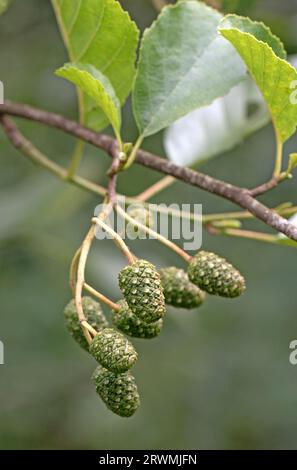 Erle (Alnus glutinosa) konische weibliche Früchte, grün, im Sommer, aber härtend, um Samen im Frühjahr freizusetzen, Berkshire, Juli Stockfoto