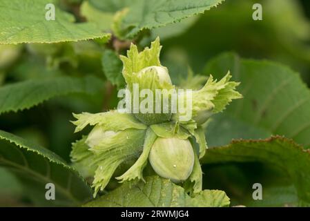 Junge grüne Haselnüsse oder Kabeljau (Corylus avellana) jede Frucht umschlossen von einem grünen Involucre, der sich im Sommer, Berkshire, im Juli, auf einem Haselnussstrauch entwickelt Stockfoto