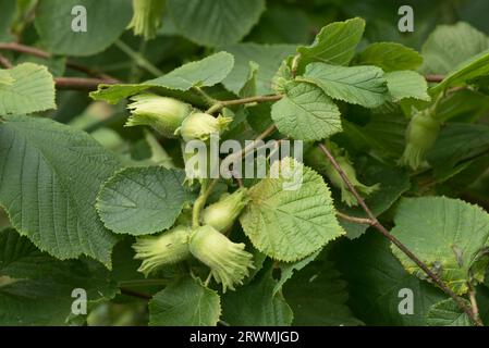 Junge grüne Haselnüsse oder Kabeljau (Corylus avellana) jede Frucht umschlossen von einem grünen Involucre, der sich im Sommer, Berkshire, im Juli, auf einem Haselnussstrauch entwickelt Stockfoto