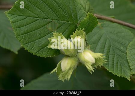 Junge grüne Haselnüsse oder Kabeljau (Corylus avellana) jede Frucht umschlossen von einem grünen Involucre, der sich im Sommer, Berkshire, im Juli, auf einem Haselnussstrauch entwickelt Stockfoto