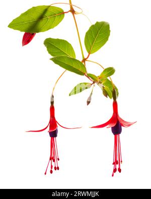 Blühender hängender Zweig in den Schattierungen der dunkelroten Fuchsia-Blume ist auf weißem Hintergrund isoliert, Magellanica, Nahaufnahme Stockfoto