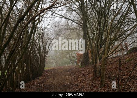 Nebelwaldszene und Landschaft, England Stockfoto