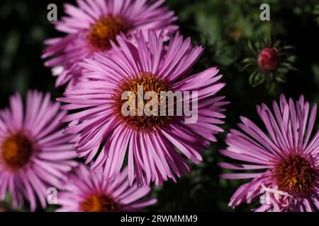 Nahaufnahme der rosa Asterblumen im Spätsommer-Garten Stockfoto