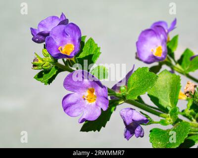 Detaillierte Aufnahme von violetten bacopa-Blüten (Sutera cordata) Stockfoto