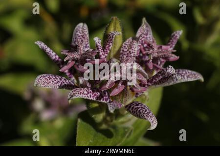 Eine Nahaufnahme von Tricyrtis hirta, der Krötenlilie oder der haarigen Krötenlilie, die mit Wassertropfen bedeckt ist Stockfoto